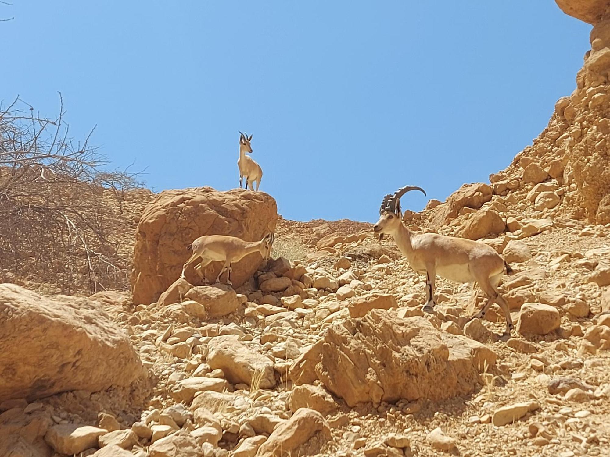 Unique&Warmy Place In The Dead Sea Avnat Buitenkant foto